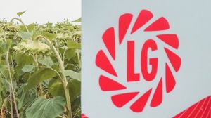 Лімагрейн Україна пропонує на вигідних умовах придбати насіння соняшнику
