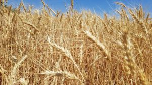В ЄС збільшують площі під м'якою пшеницею