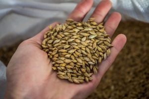 Соняшник та пшениця подорожчали — огляд цін на с/г продукцію 