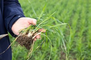 Вчені дослідили, як коріння рослин пристосовується до змін умов вологості ґрунту