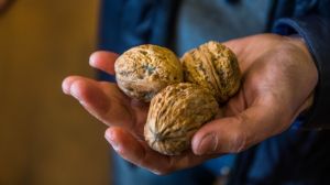 В Україні зібрали рекордний врожай горіхів