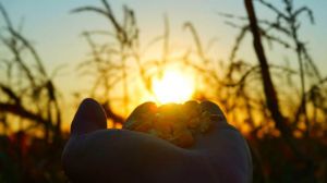 Запаси зерна в Україні зросли на чверть