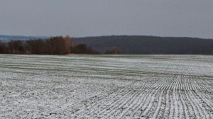Посівні площі під озимими зерновими зросли на 7,5% — Держстат