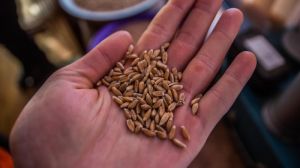 Зберігання зерна потребує проведення регулярних фітоекспертиз