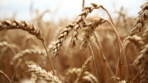 Виробництво сільгосппродукції в Україні продовжує дорожчати