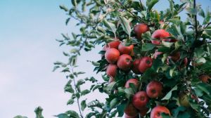 Інтенсивний яблуневий сад дає до 20 тонн яблук з гектара на другий рік плодоношення
