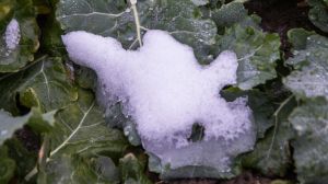 З таненням снігового покриву загибель гризунів від затоплення нір може сягати до 30%