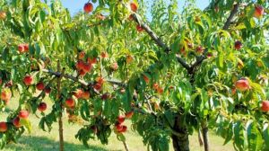 Застосування мигдалю як підщепи для персика призводить до загибелі садів