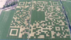 Найбільший у світі QR-код вирізали на пшеничному полі