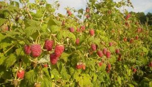 Новий сорт малини дає урожай 2 кг з квадратного метру насаджень