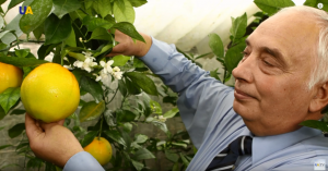 Український селекціонер вирощує у теплиці банани