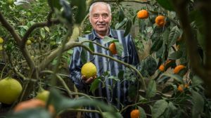 Український селекціонер успішно вирощує та розводить в теплиці екзотичні фрукти