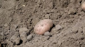 Сімейне господарство з Полісся вирощує картоплю за екостандартами