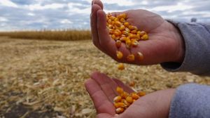 Ураження зерна вомітоксинами загрожує майбутньому врожаю кукурудзи в США