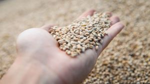 У Мінагрополітики погодили позиції нової редакції стандарту на пшеницю