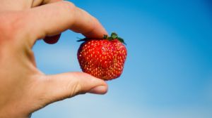 Багатошаровий метод вирощування полуниці збільшує її врожайність на 300%