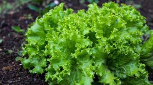 Визначено ключові труднощі вирощування салату у відкритому ґрунті