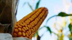 Визначено області-лідери за виробництвом кукурудзи в 2018 році