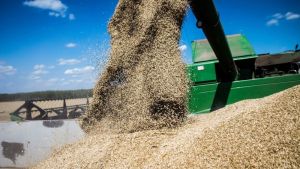 В Україні прогнозується збільшення ринку зернових