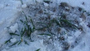 Харківських аграріїв попереджають про ризик утворення льодової кірки на полях озимини