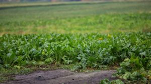 З органічних буряків в Україні вироблено перший органічний цукор