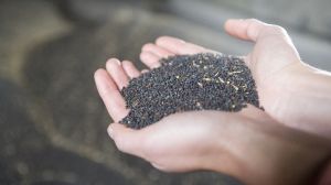 Євраліс вироблятиме в Україні насіння озимого ріпаку