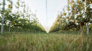 Зміни клімату провокують збільшення активності шкідників у садах Європи