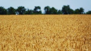 Посівні площі під пшеницю в 2019 році зростуть до 6,6 млн га — прогноз