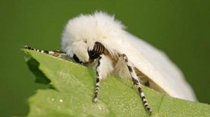 За минулий рік в України знизилась шкодочинність американського білого метелика