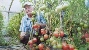 Сімейне господарство вирощує на Волині більше 60 сортів томату та перцю