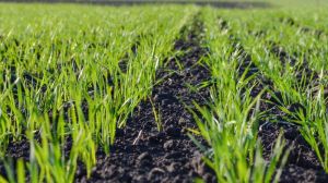 Аграріям радять не зволікати з фунгіцидними обробками озимих зернових