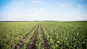За минулий рік аграрії скоротили кількість гербіцидних обробок кукурудзи
