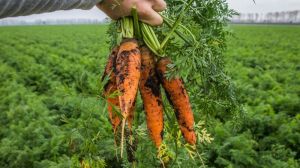 На півдні України моркву на зрошенні вирощують при врожайності 100 т/га