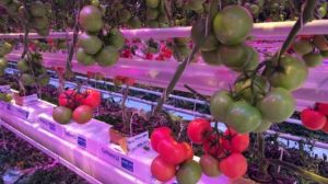 У теплицях з LED-освітленням вирощують рекордні врожаї томатів