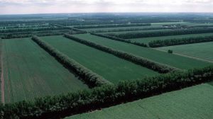 В Україні змінять правила утримання полезахисних лісосмуг