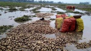Затяжні дощі знищили врожай картоплі в Індії