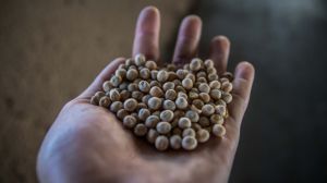 У США зростає попит на насіння, толерантне до гербіцидів