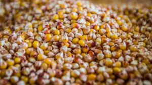 Фахівці Євраліс Семенс Україна дали рекомендації щодо майбутньої посівної кукурудзи