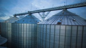 Неправильне зберігання зерна провокує втрату 15% врожаю