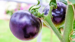 Американці навчились вирощувати фіолетові томати