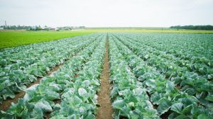 В Україні збільшиться врожай овочів — думка