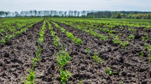 Українські аграрії повертаються до вирощування гороху