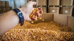 Потенціал України в експорті насіння зернових оцінюється в 1 мільйон тонн
