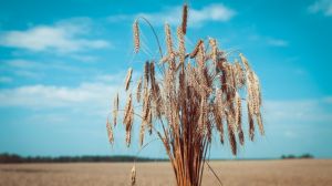 Через глобальне потепління зернові перетворюються на отруту — думка