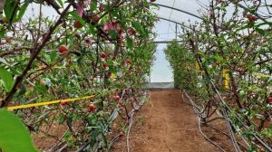 В Ізраїлі навчилися вирощувати фрукти на геотермальній воді