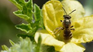 Зникнення диких комах-запилювачів загрожує ЄС колосальними втратами врожаю
