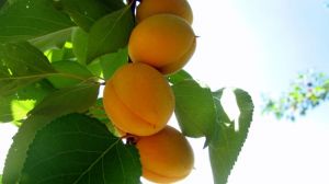 Минулорічний врожай абрикосів став для України рекордним