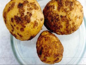 Досліди канадських вчених щодо парші картоплі дали несподівані результати
