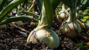 Минулорічний врожай цибулі став для України одним з найгірших