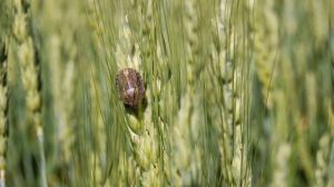 Клоп-черепашка загрожує посівам зернових на Херсонщині